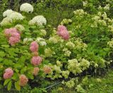 Hydrangea arborescens