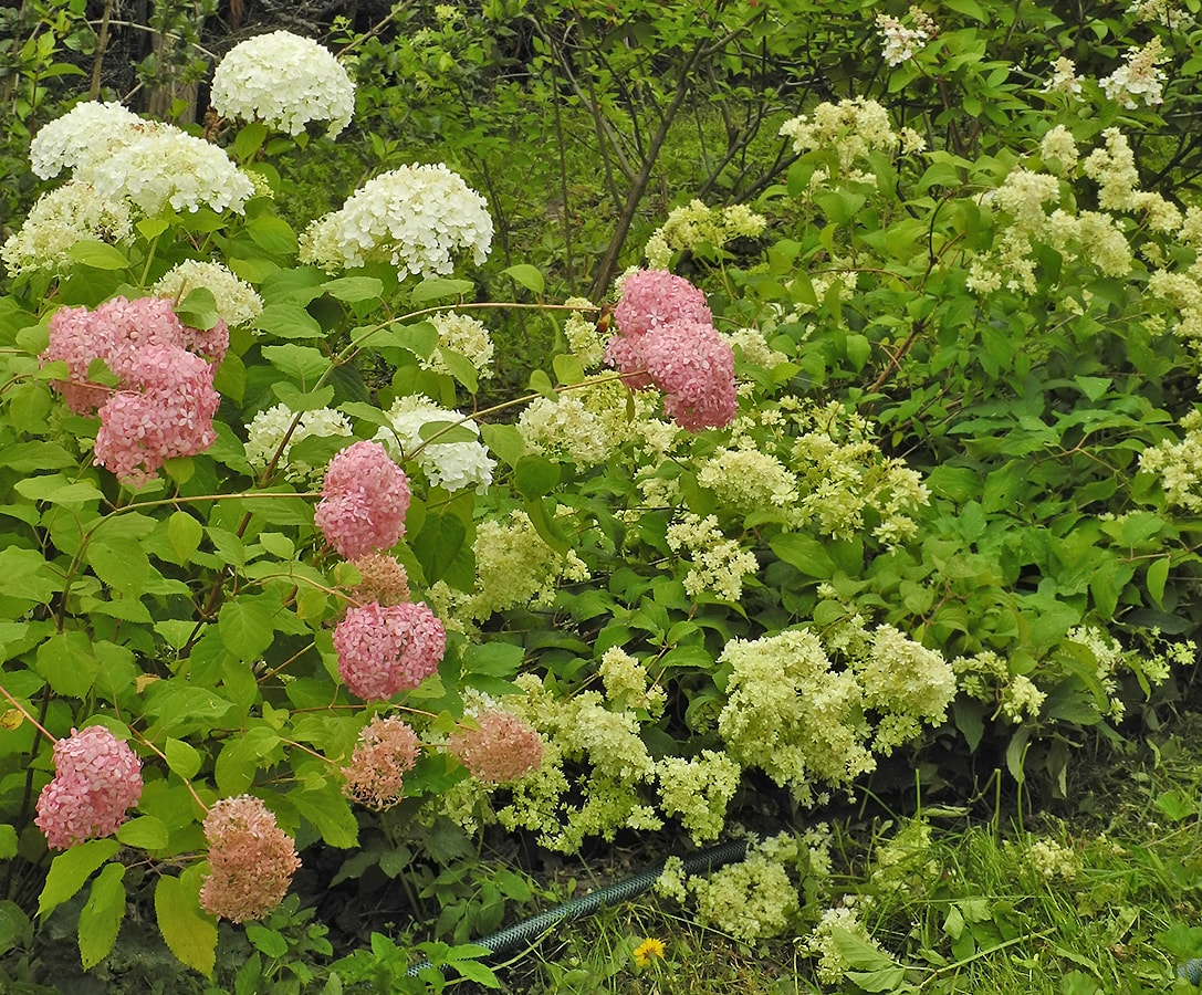 Image of Hydrangea arborescens specimen.