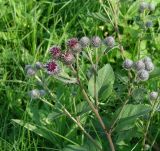 Arctium tomentosum. Верхушка растения с распустившимися и нераспустившимися соцветиями. Иркутская обл., Иркутский р-н, р. Иркут, о. Беляева, луг. 01.09.2020.