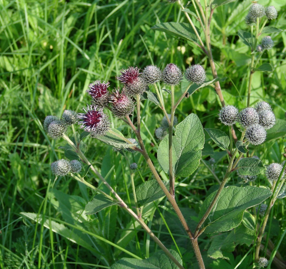 Image of Arctium tomentosum specimen.