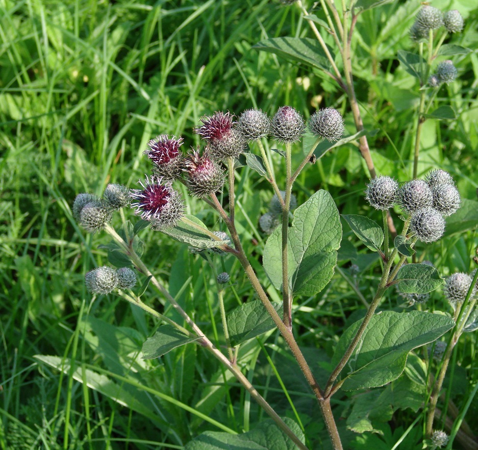 Изображение особи Arctium tomentosum.