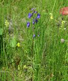 Aconitum baicalense