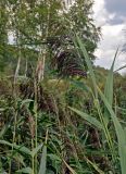 Phragmites australis. Верхушки побегов с соцветиями. Смоленская обл., Смоленский р-н, дер. Флёново, берег пруда, у воды. 16.08.2020.