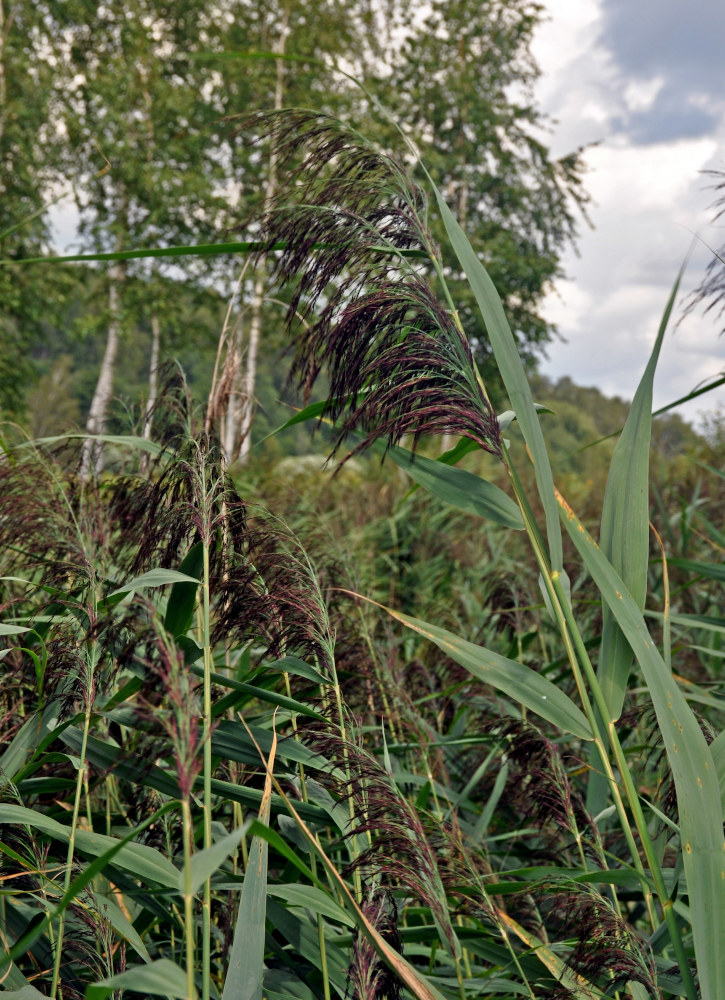 Изображение особи Phragmites australis.