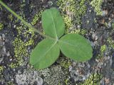 Trifolium canescens. Лист, поражённый вирусом (вид снизу). Кабардино-Балкария, Эльбрусский р-н, долина р. Ирикчат, ок. 2600 м н.у.м., субальпийский луг. 07.07.2020.