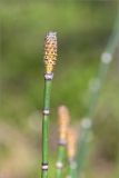 Equisetum hyemale. Верхушка побега со стробилом. Карелия, Заонежье, п-ов Клим, сосновый бор, брусничник. 09.06.2020.