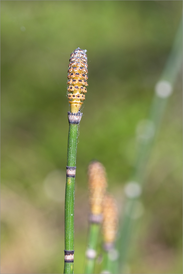 Image of Equisetum hyemale specimen.