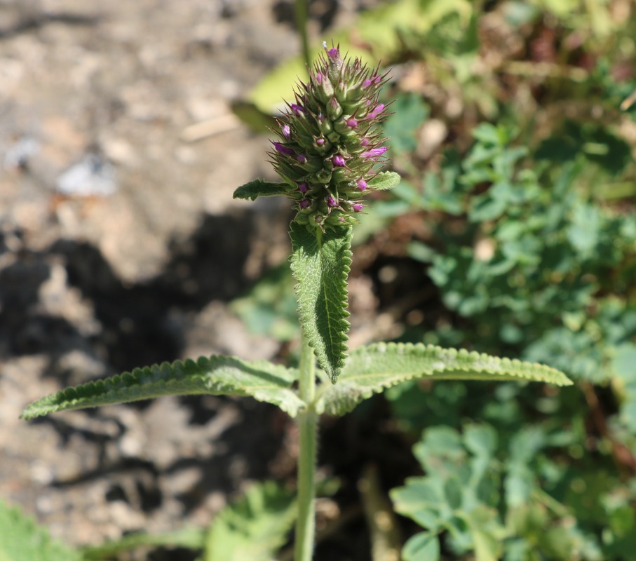 Изображение особи Betonica officinalis.