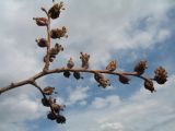 Ulmus laevis. Верхушка веточки с раскрывшимися соцветиями. Казахстан, г. Тараз, левый берег долины р. Ушбулак (Карасу) на окраине парка \"Женис\". 21 марта 2021 г.