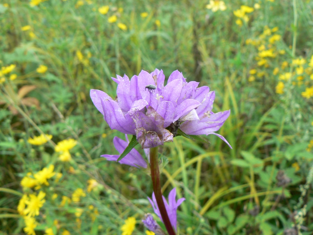 Изображение особи Campanula cephalotes.