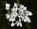 Allium neapolitanum
