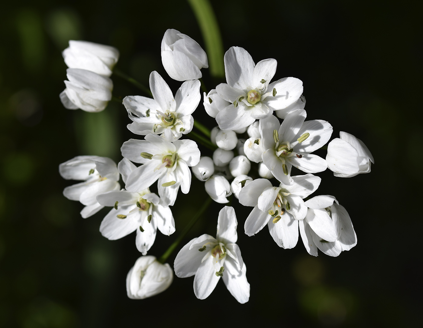 Image of Allium neapolitanum specimen.