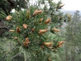 Pinus подвид hamata