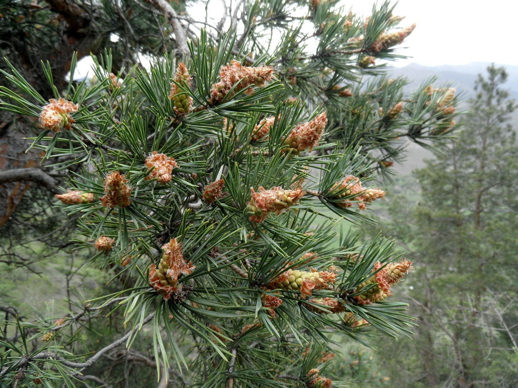 Изображение особи Pinus sylvestris ssp. hamata.