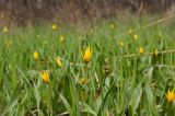 Tulipa biebersteiniana. Цветущие растения. Окраина г. Донецк, луговой склон балки. 23.04.2021.