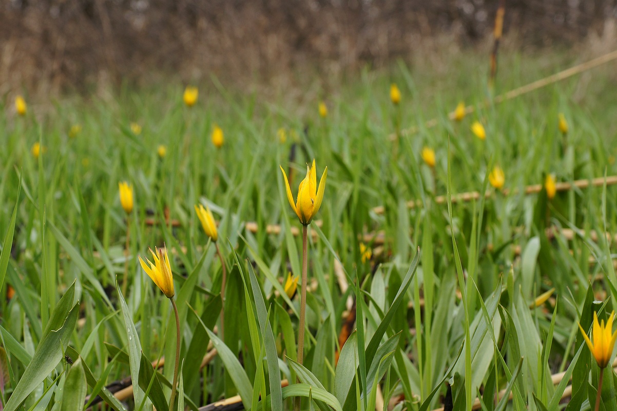 Изображение особи Tulipa biebersteiniana.