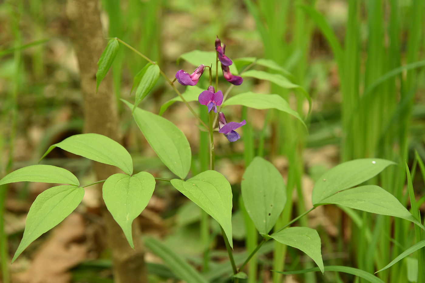 Изображение особи Lathyrus vernus.