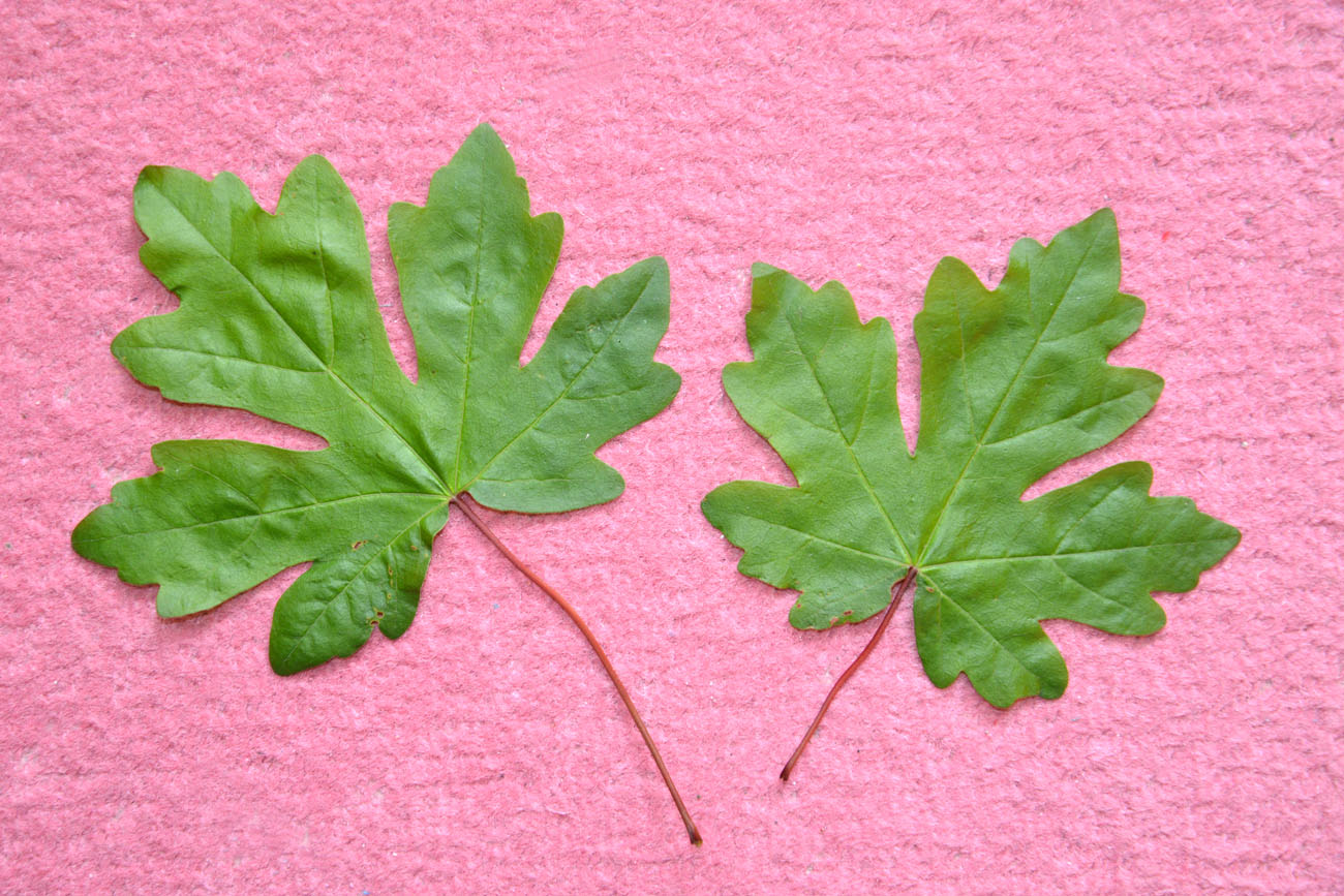 Image of Acer campestre specimen.