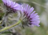 Erigeron uniflorus subspecies aragonensis. Соцветие (вид со стороны обёртки). Испания, автономное сообщество Каталония, провинция Жирона, комарка Рипольес, муниципалитет Сеткасес, курорт \"Вальтер 2000\", ≈2200 м н.у.м., каменистый луг. 01.06.2021.