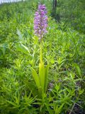 Orchis militaris. Цветущее растение. Волгоградская обл., Серафимовичский р-н, Трясиновское с/п, окр. хутора Себряков, природный парк \"Усть-Медведицкий\", дол. р. Медведица, возвышенный участок влажного солонцеватого пойменного луга. 25 мая 2021 г.