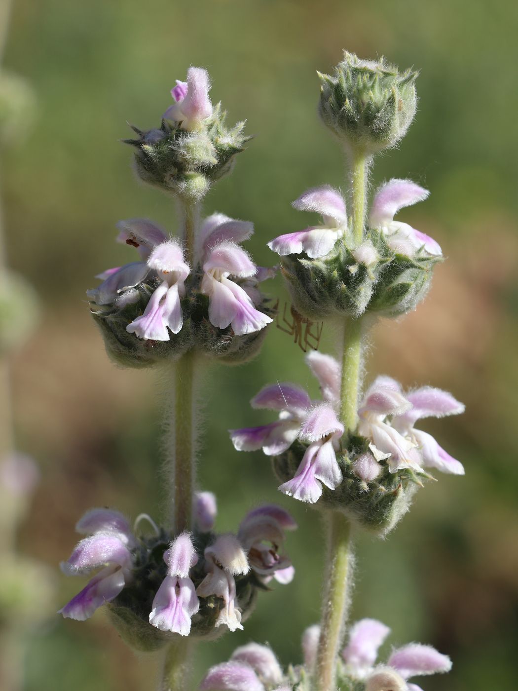 Изображение особи Phlomoides ostrowskiana.