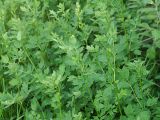 Thalictrum flavum
