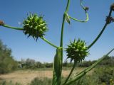 Sparganium stoloniferum. Побег с незрелыми соплодиями. Южный Казахстан, Жамбылская обл., пойма р. Асса, родниковая протока под пологом тугая (вынесен на солнечное освещение). 25 июня 2021 г.