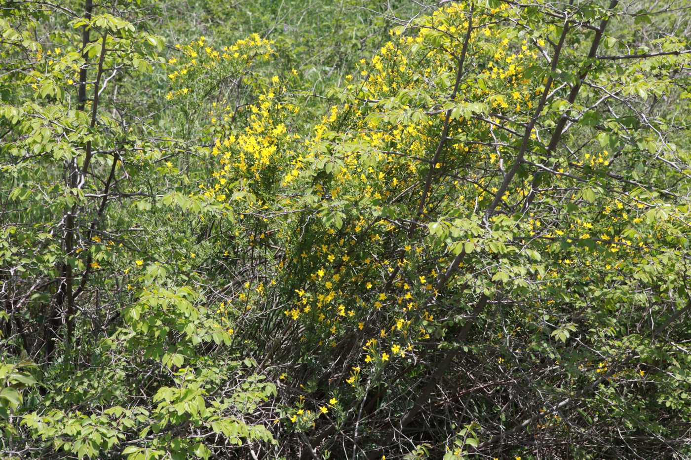 Изображение особи Jasminum fruticans.