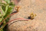 Potentilla anserina