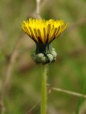 Taraxacum erythrospermum. Соцветие. Азербайджан, Хачмазский р-н, Самурский лес. 08.04.2010.