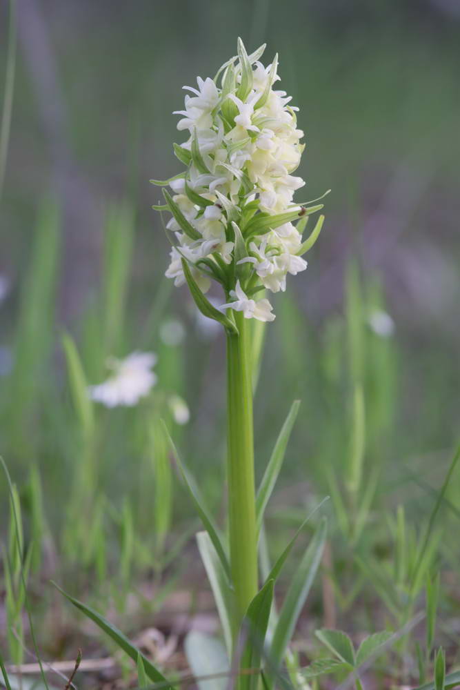 Image of Dactylorhiza romana ssp. georgica specimen.