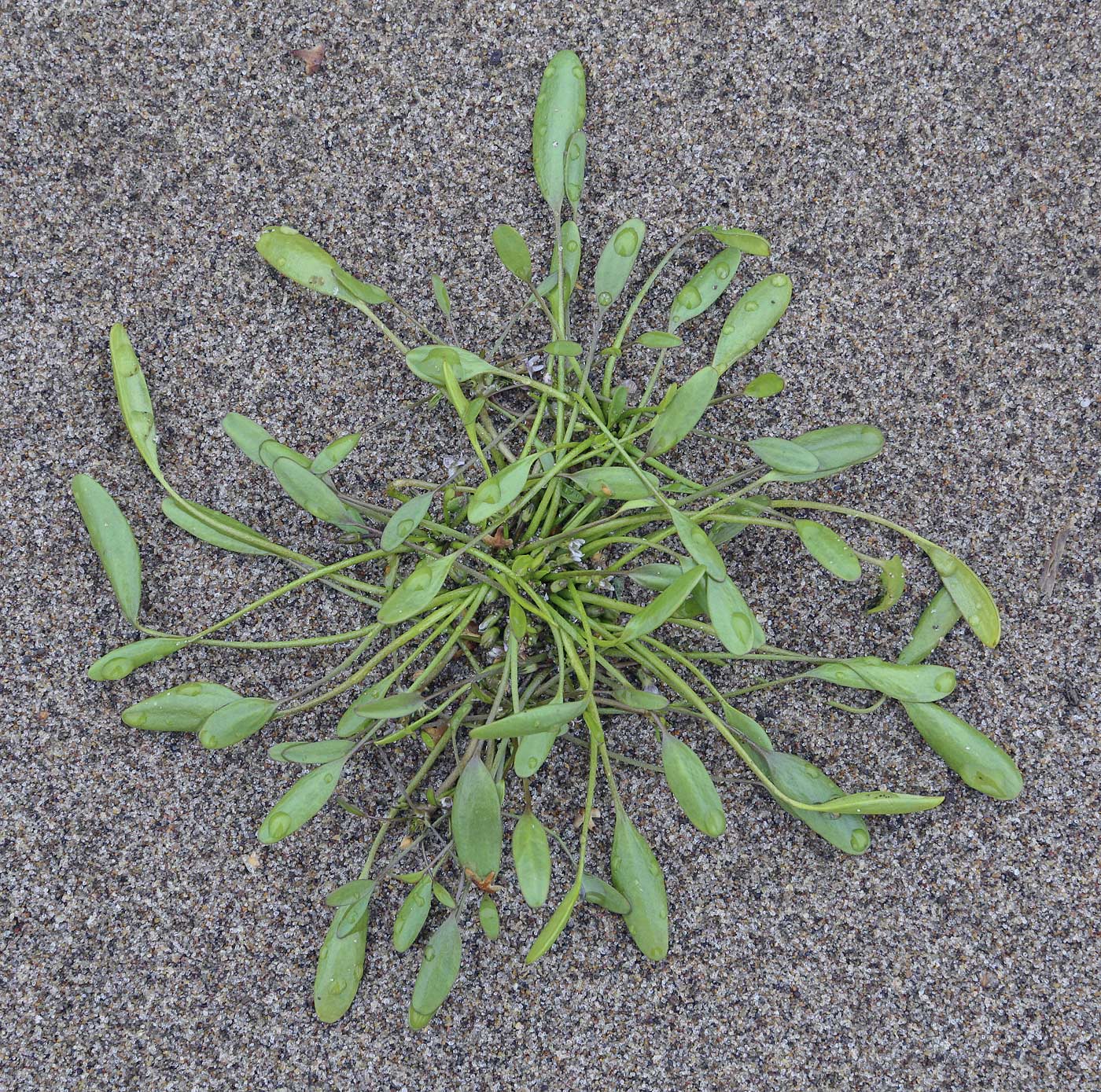 Image of Limosella aquatica specimen.