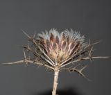 Image of taxon representative. Author is Татьяна Мальчинская