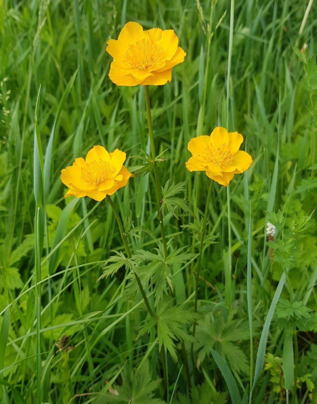 Image of genus Trollius specimen.