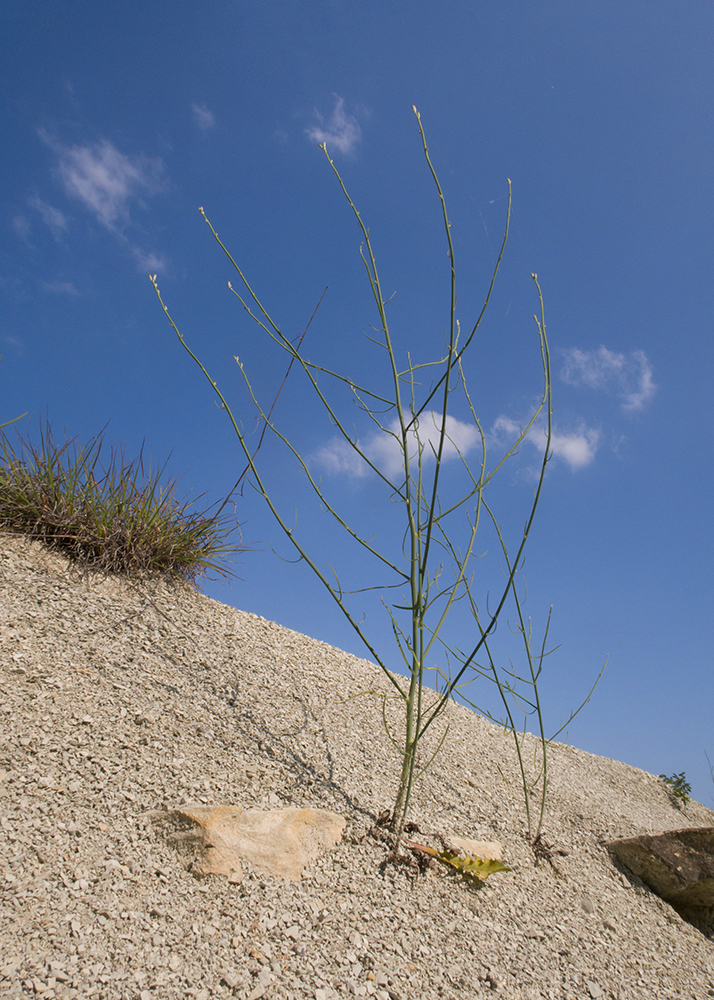 Изображение особи Chondrilla juncea.