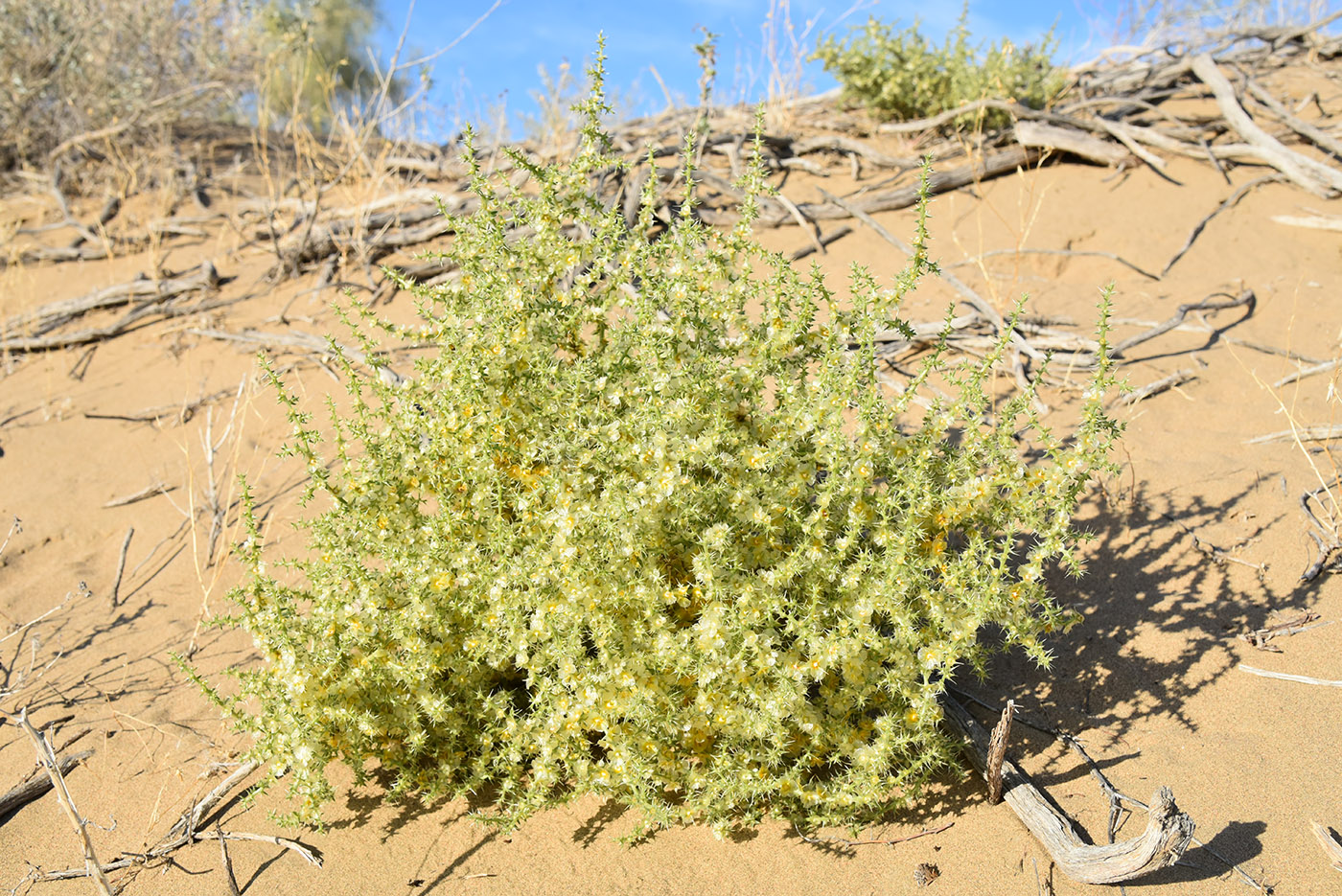 Image of Salsola paulsenii specimen.
