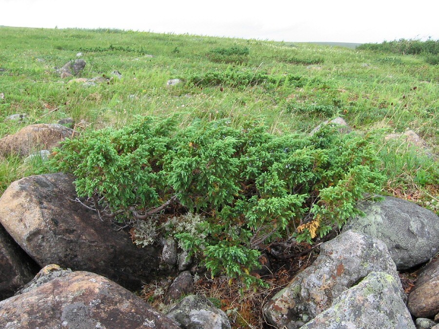 Изображение особи Juniperus sibirica.