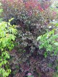 Prunus cerasifera variety pissardii