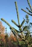 Picea obovata. Часть замещающей погибшую верхушку боковой ветви особи подроста. Мурманская обл., Кольский р-н, 17-й км Серебрянской дороги, окр. оз. Лапоть, кустарничковое берёзовое мелколесье с елью. 20.09.2021.