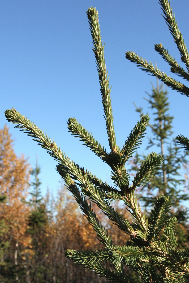 Image of Picea obovata specimen.