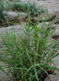 семейство Poaceae