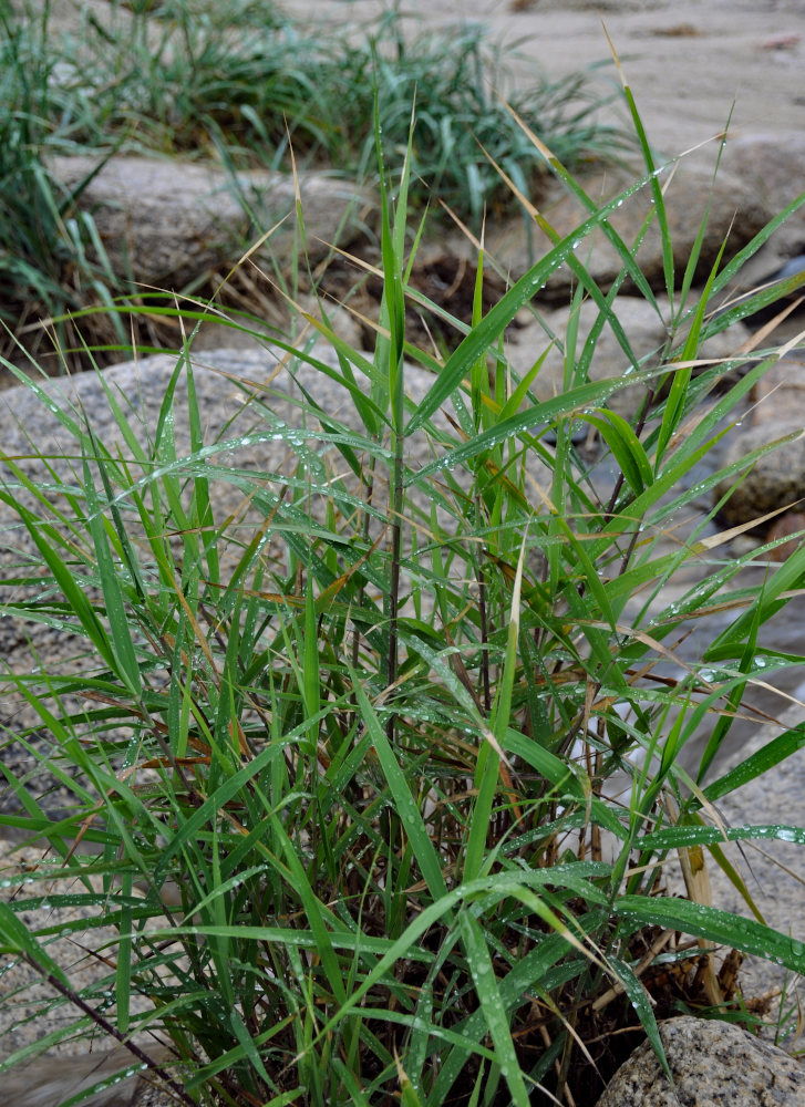 Изображение особи семейство Poaceae.