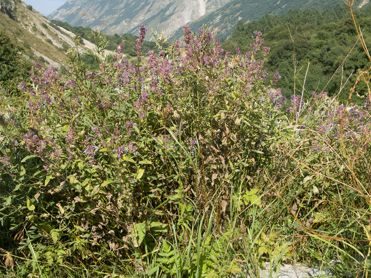 Image of Nepeta grandiflora specimen.