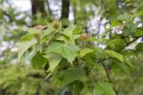 Liquidambar formosana