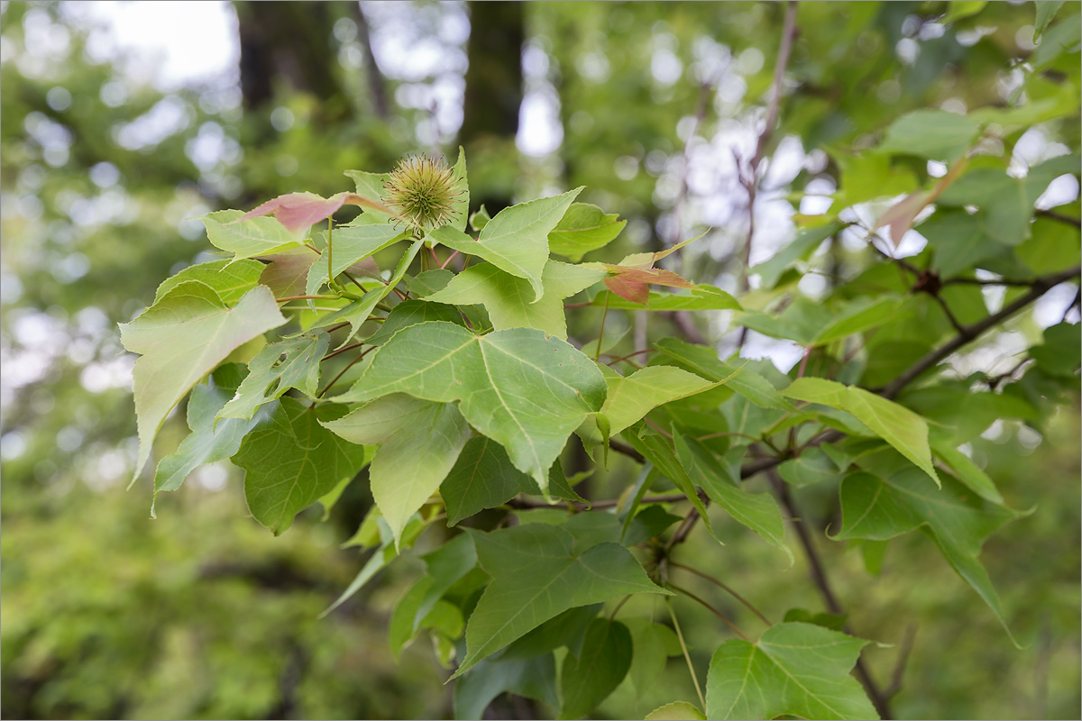 Изображение особи Liquidambar formosana.