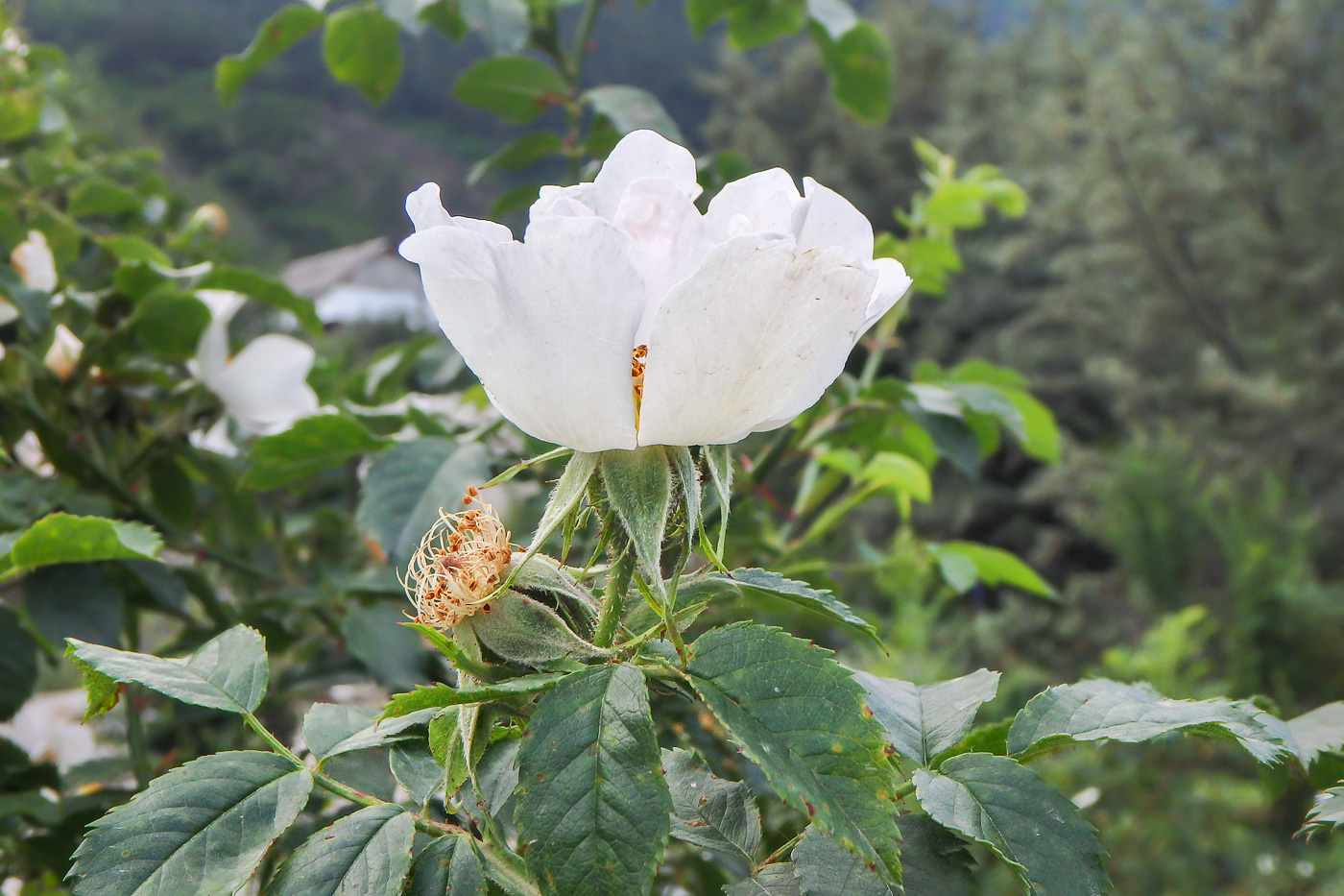 Image of Rosa galushkoi specimen.