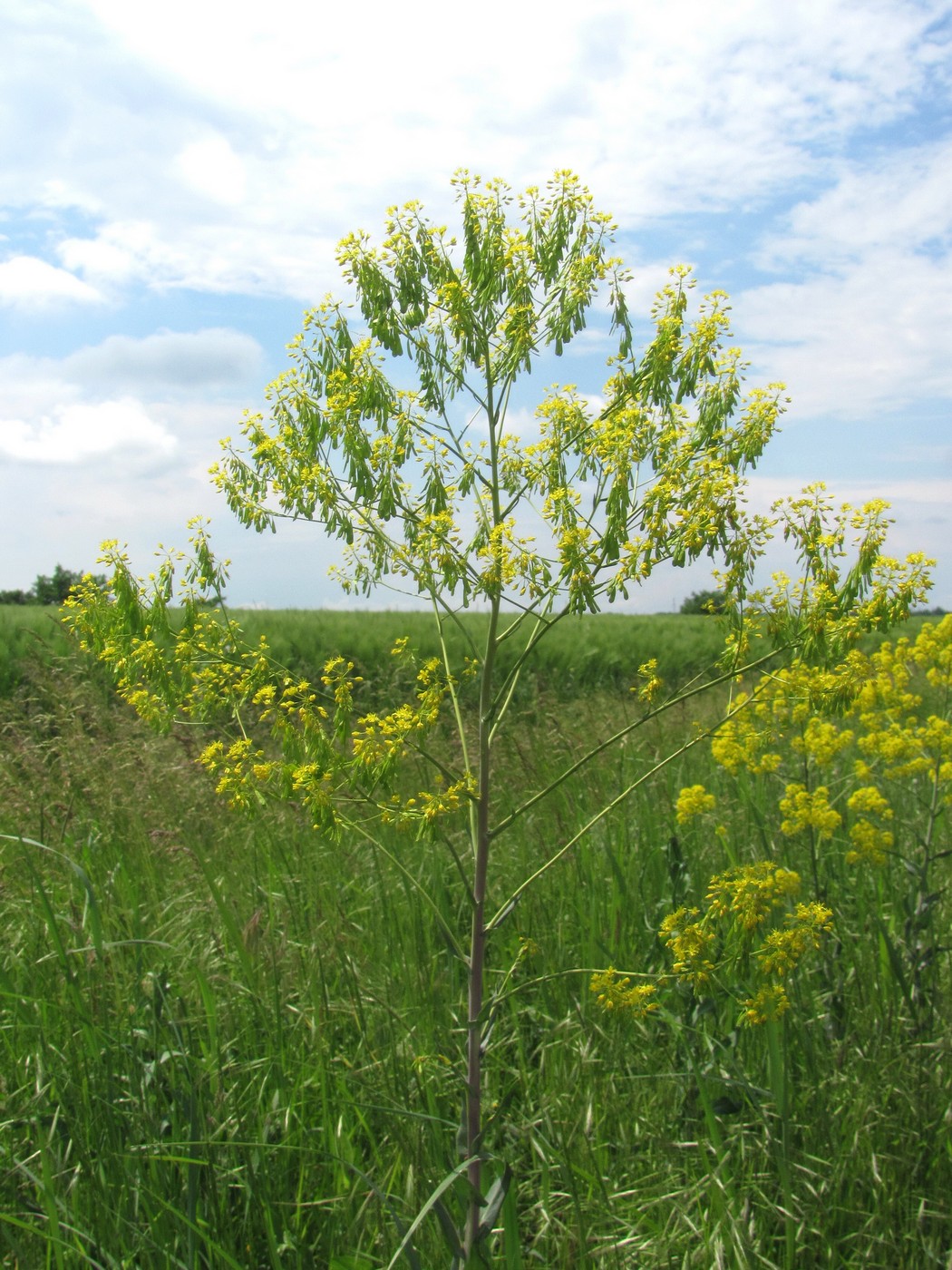 Изображение особи Isatis tinctoria.