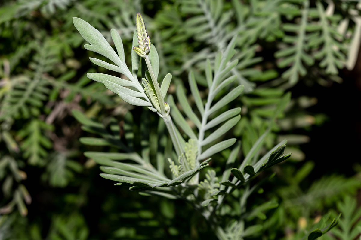 Image of Lavandula pinnata specimen.