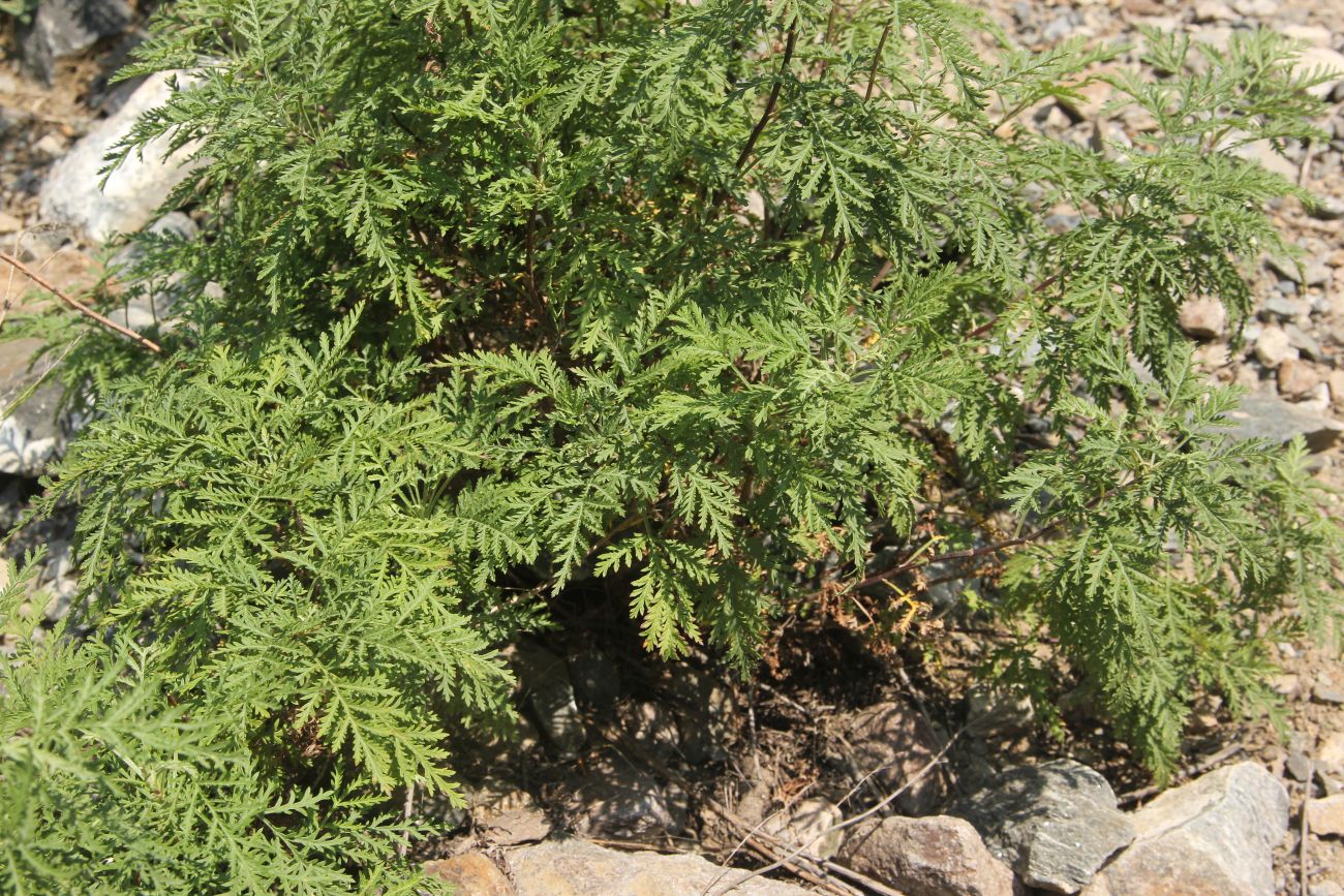 Image of Artemisia stechmanniana specimen.