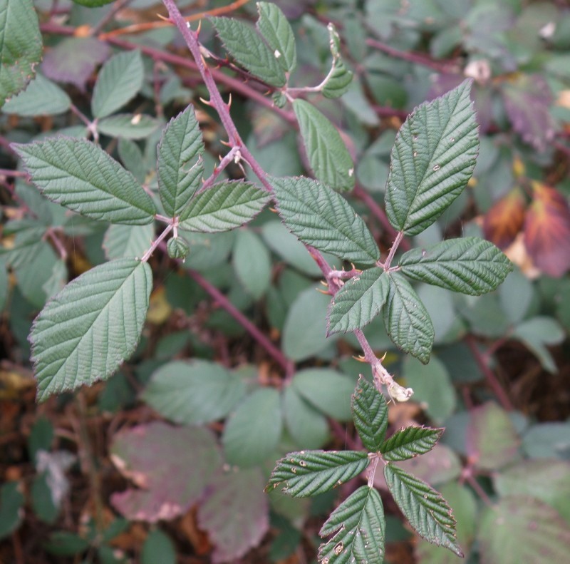 Изображение особи Rubus sanctus.